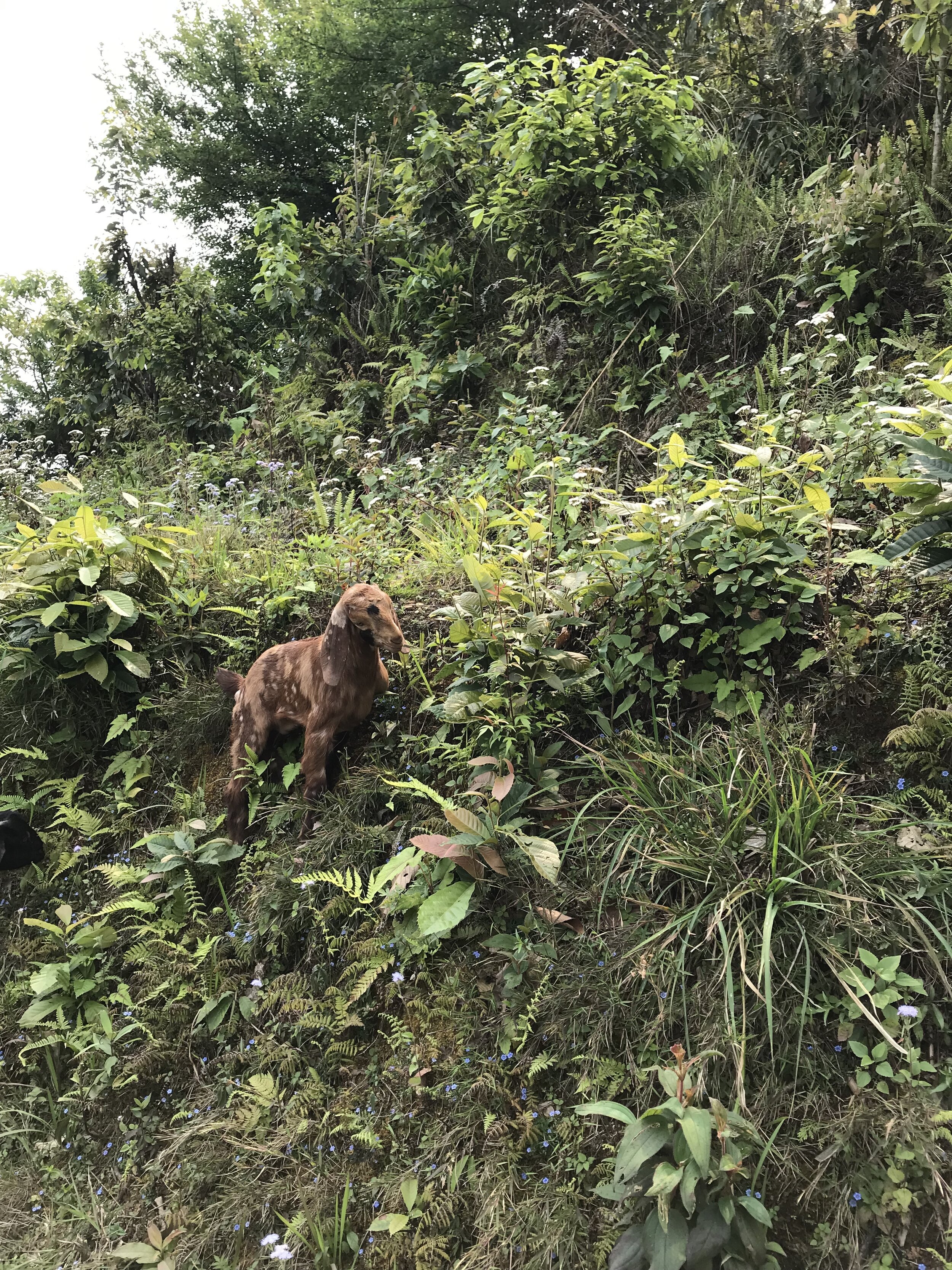 Goats climbing the lush hills around Phewa Lake.