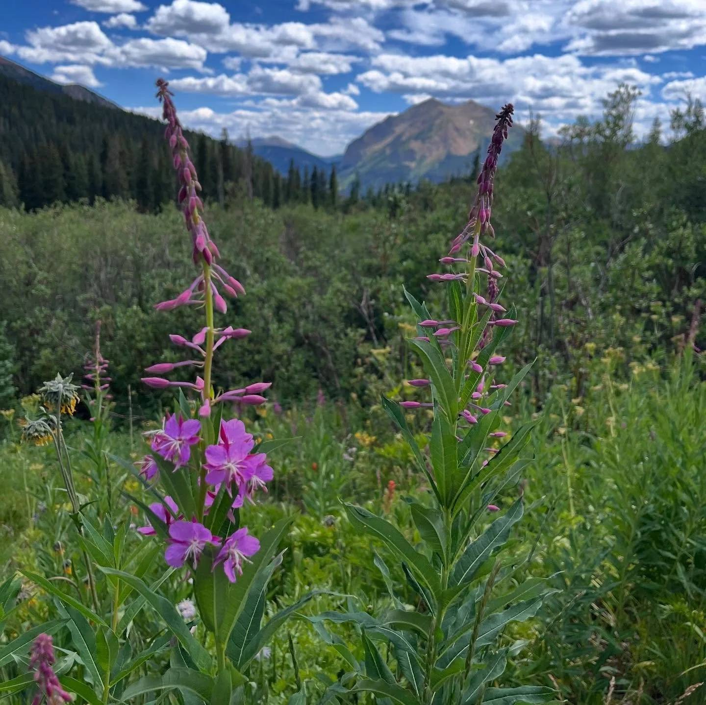My knee has been trying me, but we out here! Went for a mental health walk in the woods and it was so good.

🇵🇸 Let Gaza Live!! Free Palestine!! 🇵🇸