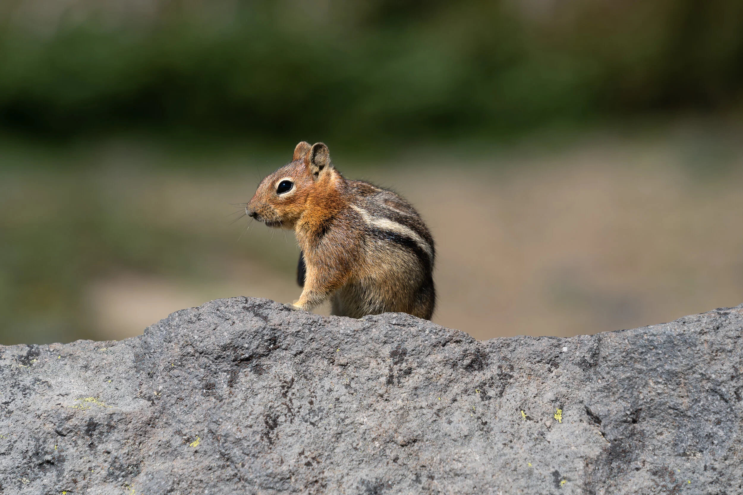 Chipmunk in Mount Rainier, Mount Rainier Washington, Mount Rainier National Park, Hadley Beiles