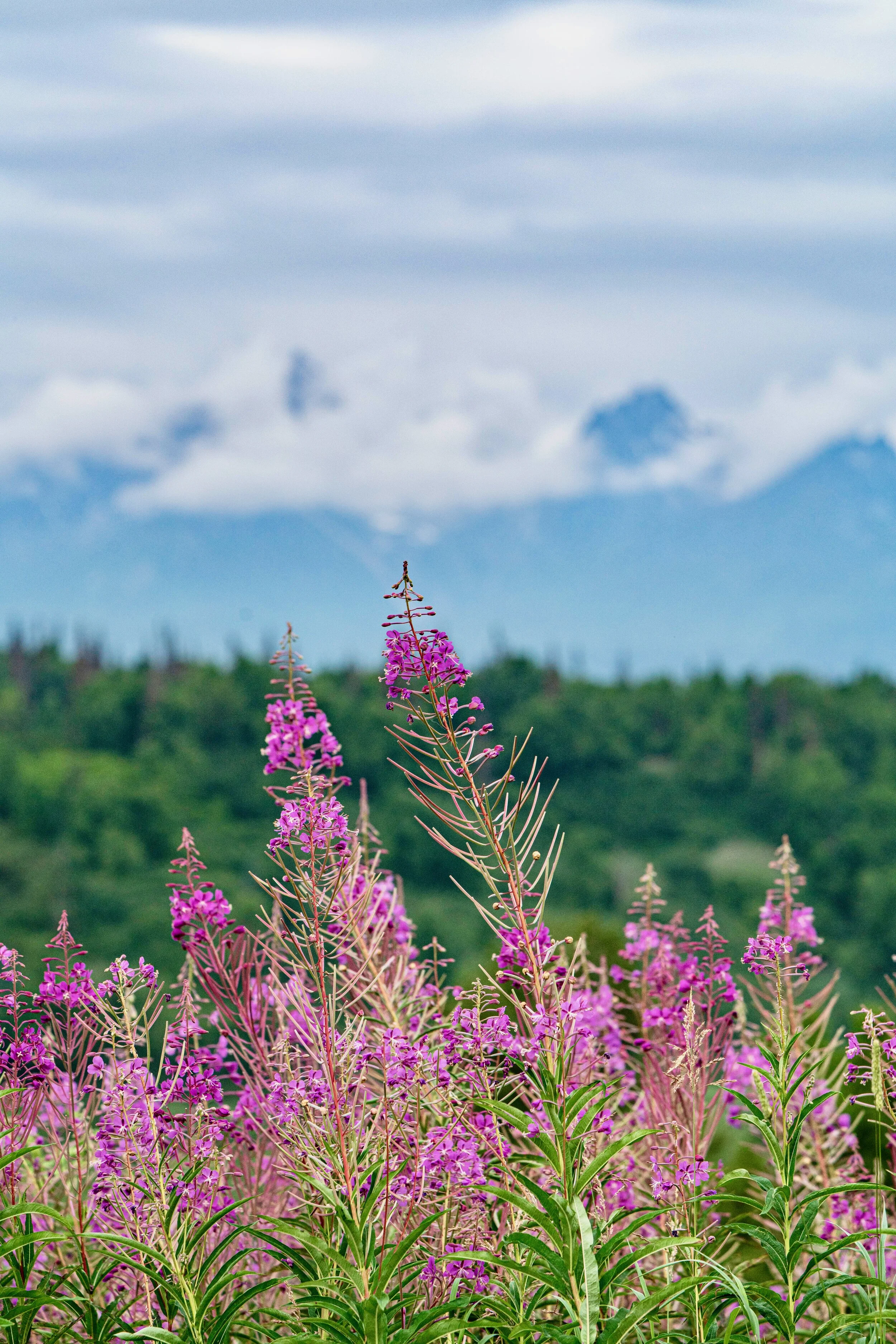 Wildflowers, Alaskan Wildflowers, National Geographic, Student Expedition, Hadley Beiles