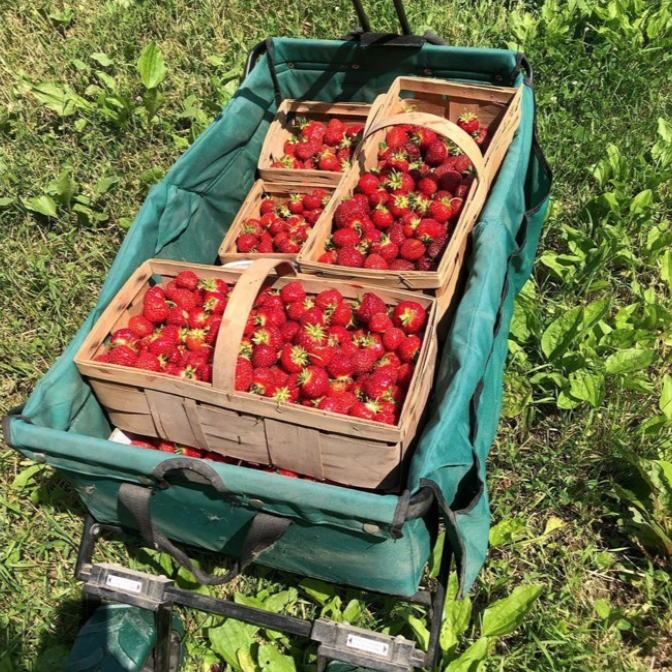 strawberries7.png