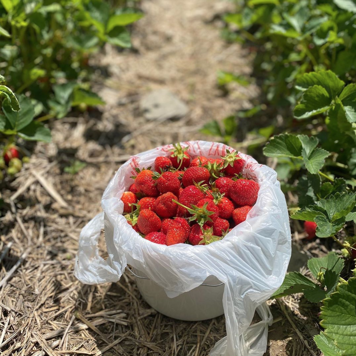 strawberries13.png