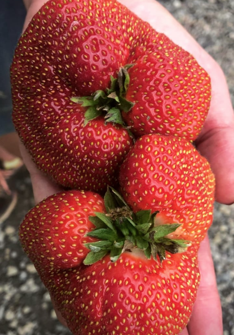 Large Strawberries