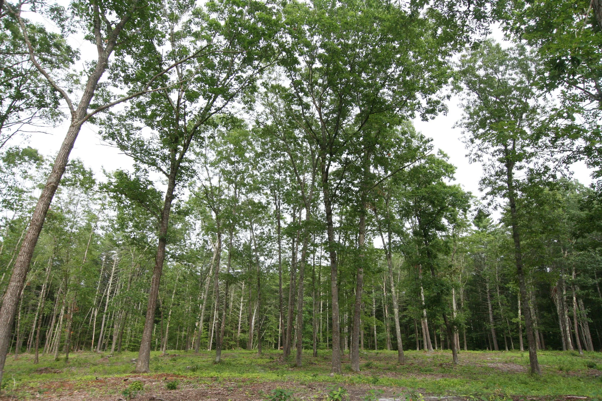 hardwood trees in a silvopasture harvest after the pine trees were removed