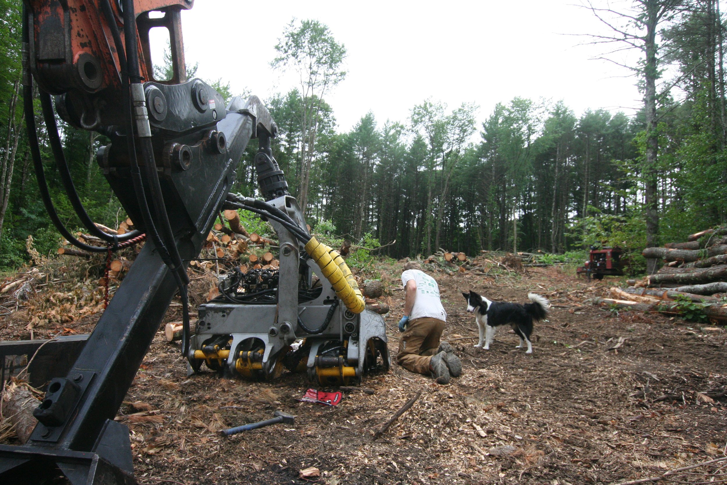 lot clearing in progress