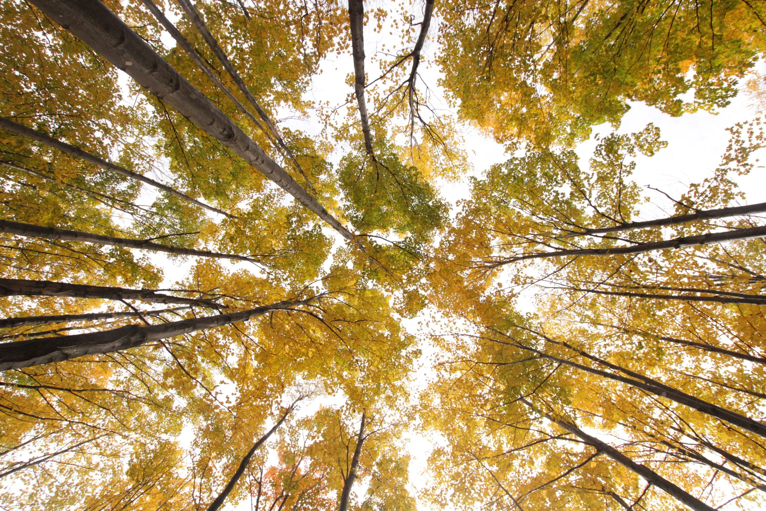 a sugar maple stand thinning harvest in NH
