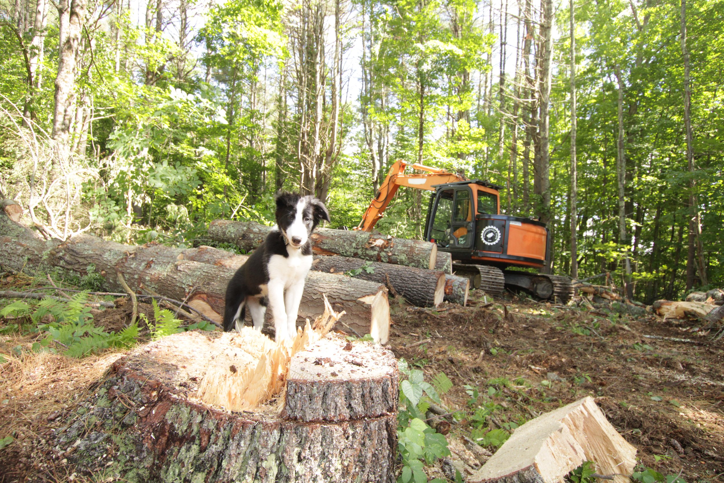 puppy supervising a solar panel harvest in Lee, NH