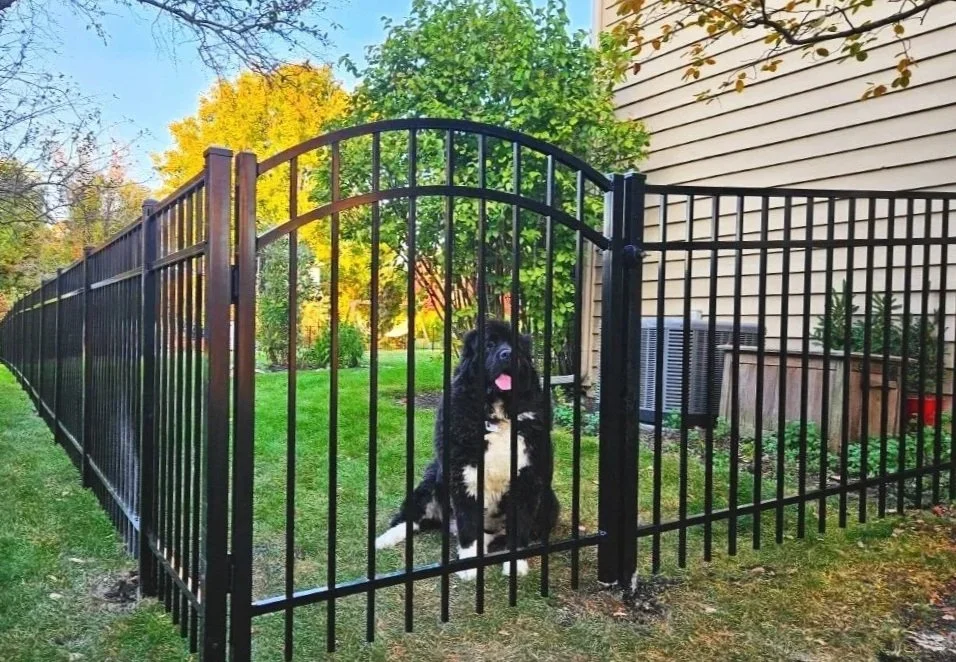 Black and white dog sitting in a yard behind a black metal fence with an arched gate, on a grassy lawn with trees and a house in the background.