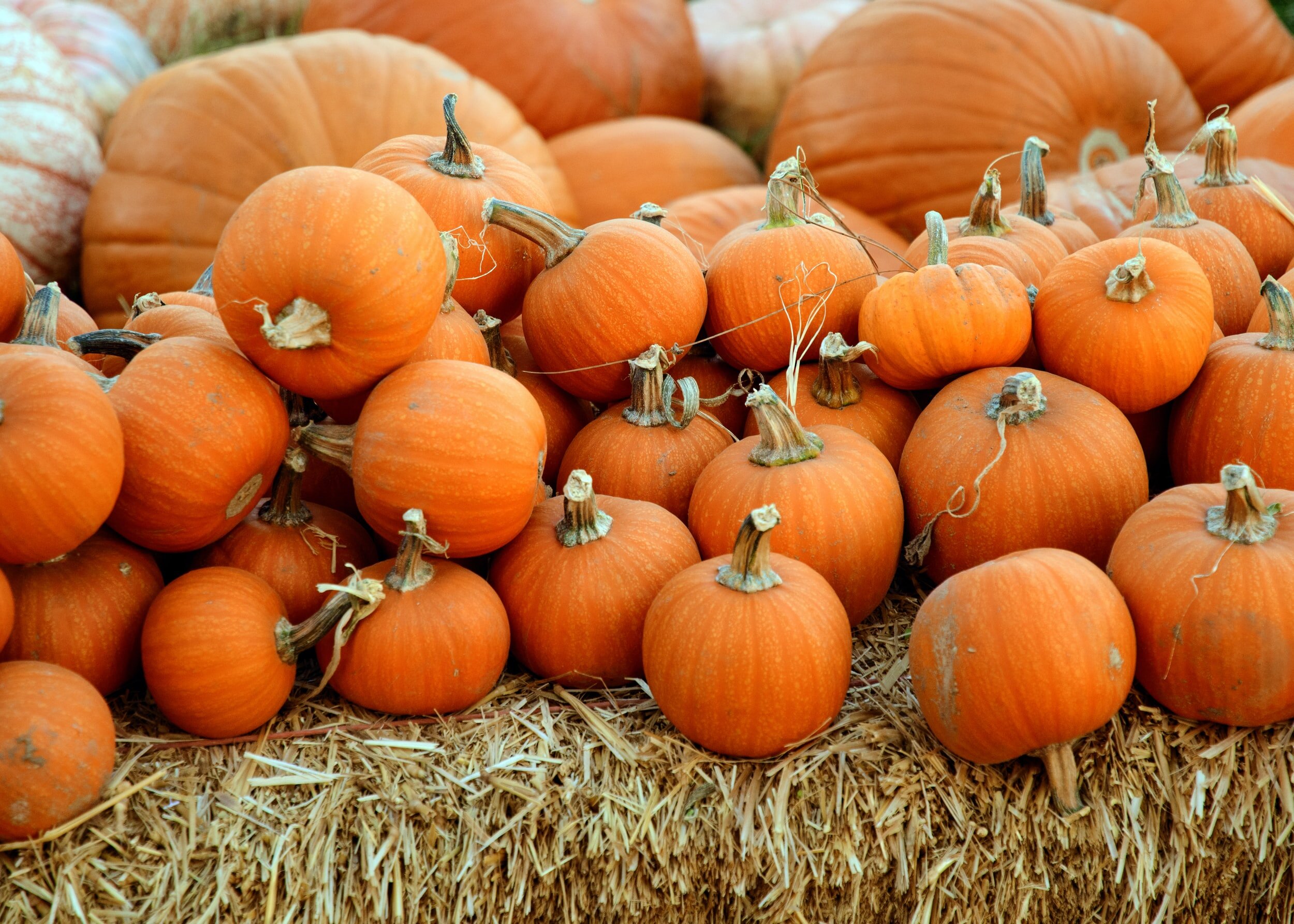 Fall Family Festival at Blue Mtn. Station
