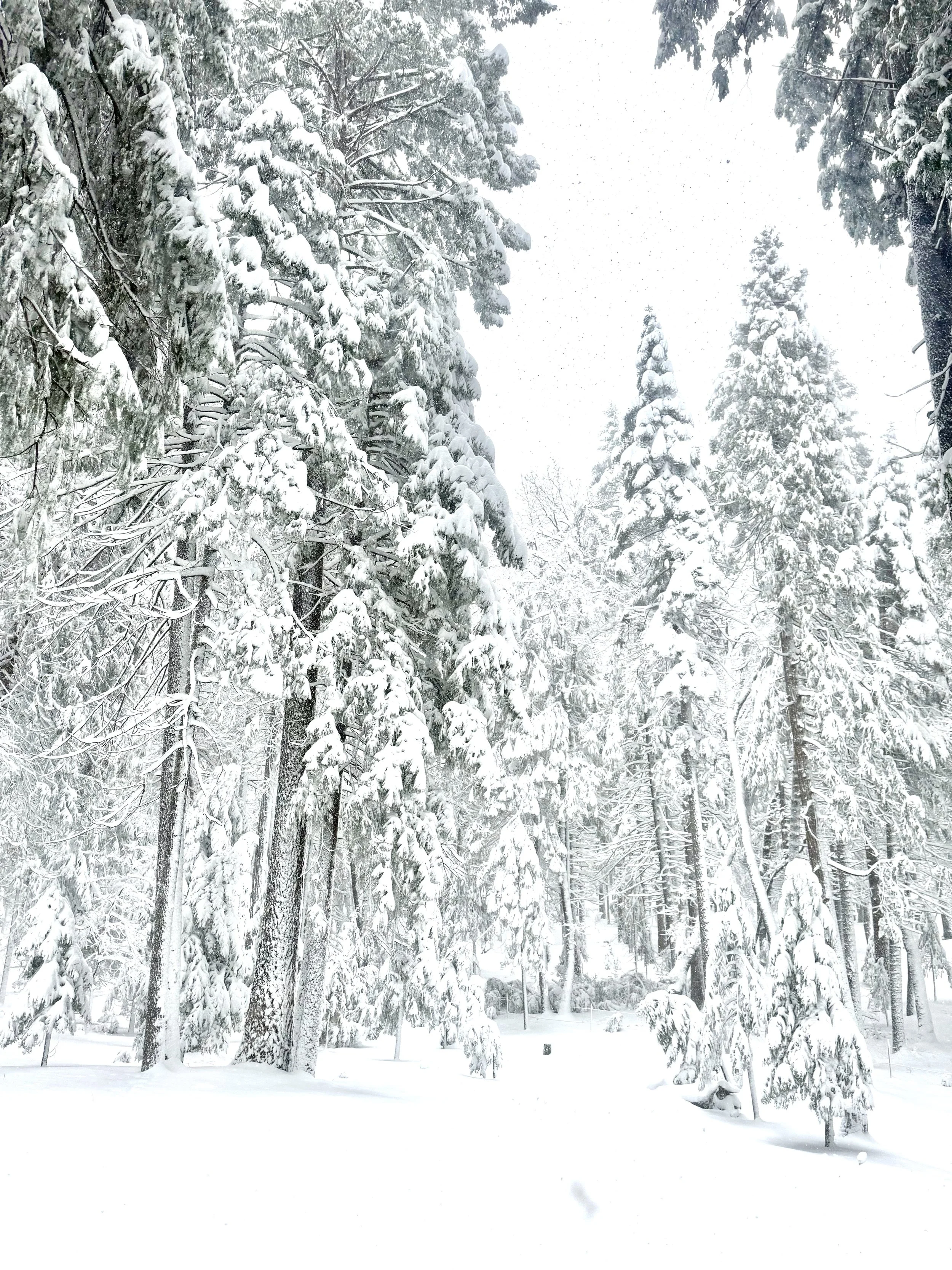 Monumental Snow in the Sierras
