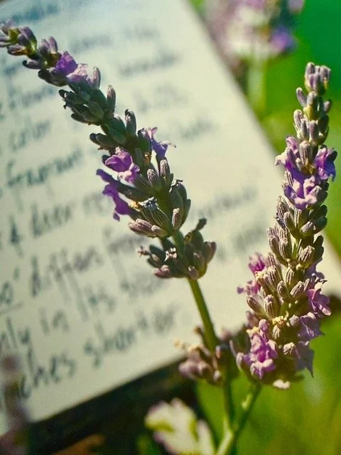 Lavender Harvest
