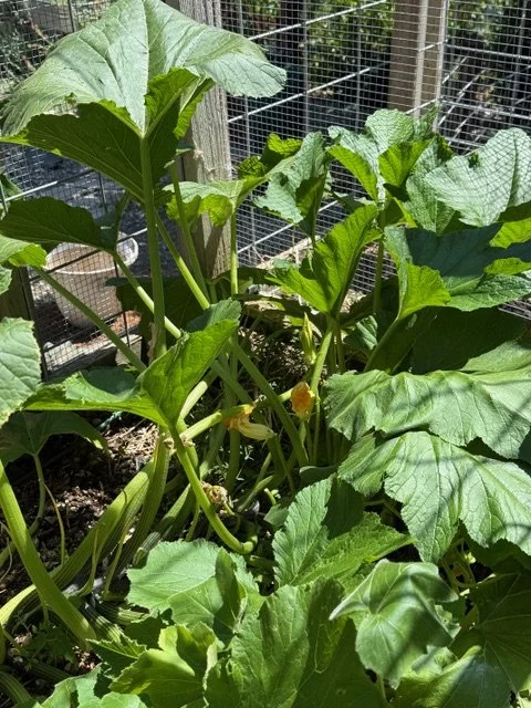Hello August! Welcome Zucchini!