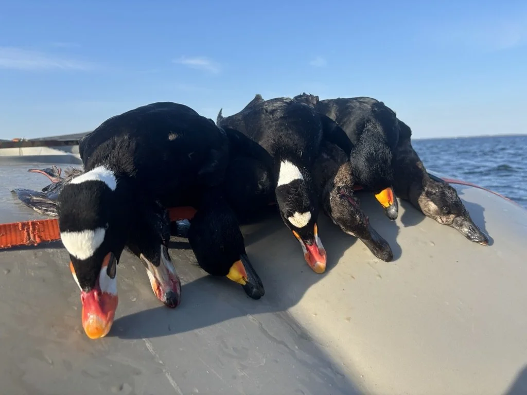 guided layout boat duck hunt in north carolina