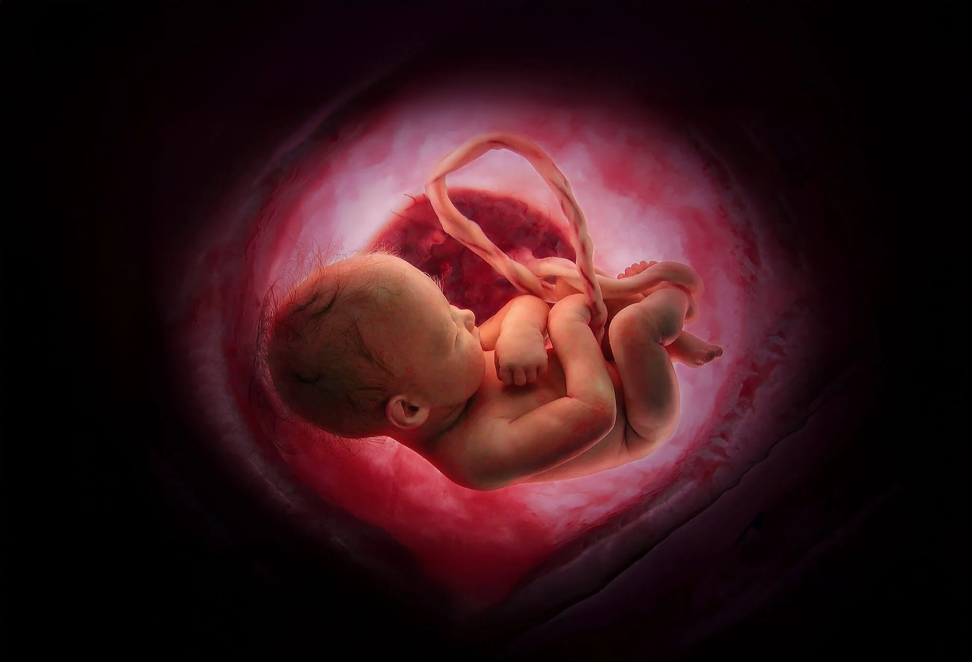 Voice-For-Life-Prenatal-Development.jpg