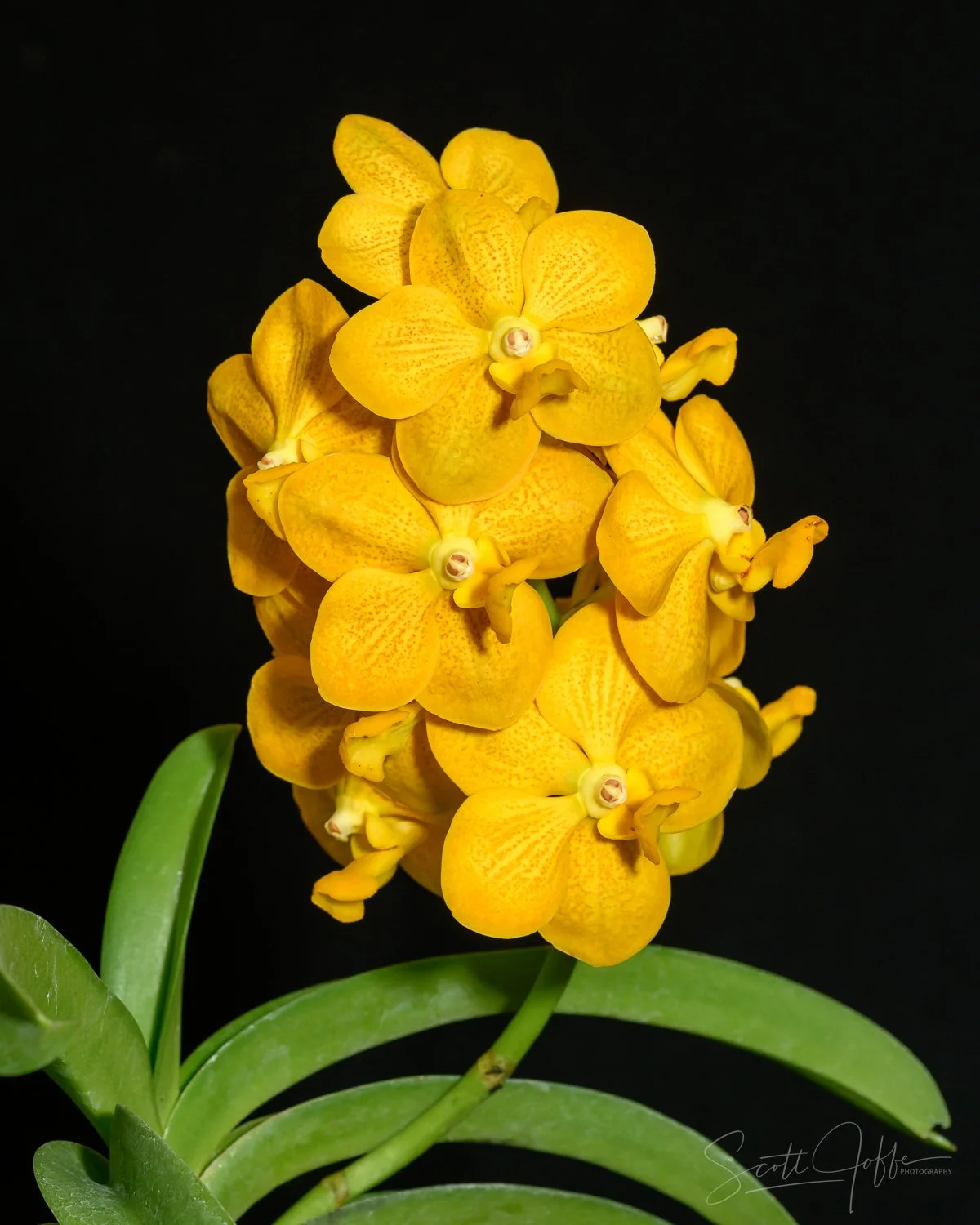 center V. Fuch’s Gold x V. denisoniana
 David & Beth Bowe 