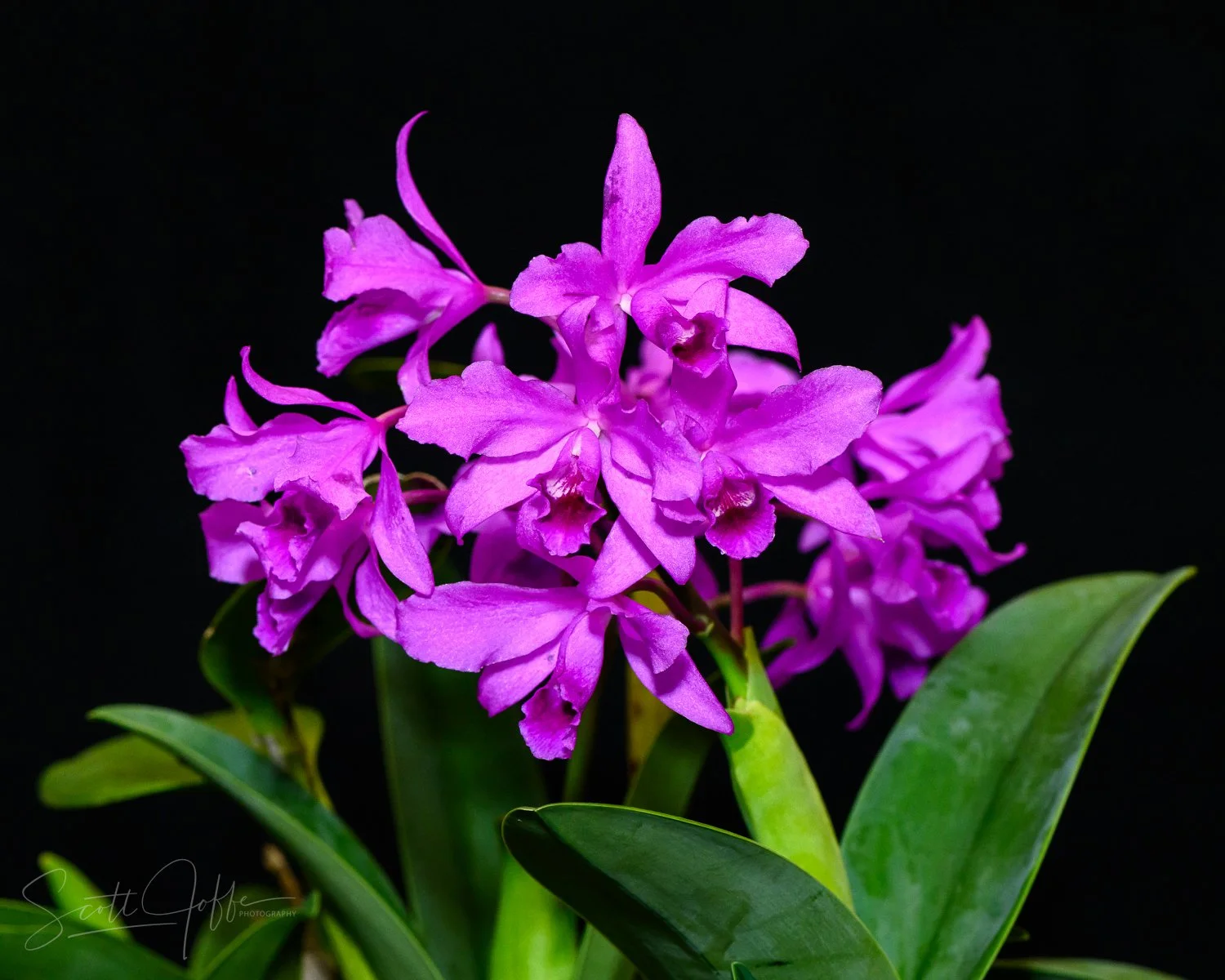 Cattleya bowringiana’ ** Best of Show ** Scott Joffe 
