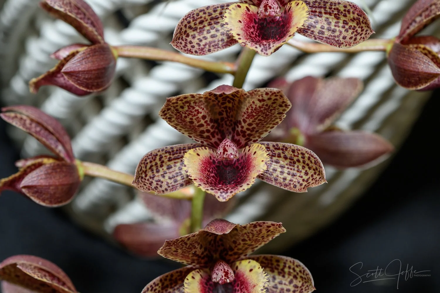  Catasetum Fdk ‘After Dark’ FCC/AOS Denise Guzman 
