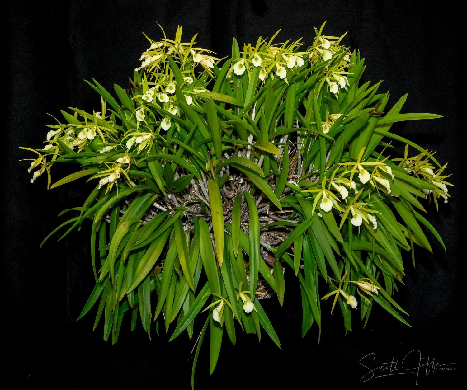  Procatavola Key Lime Stars  Steve Miller 