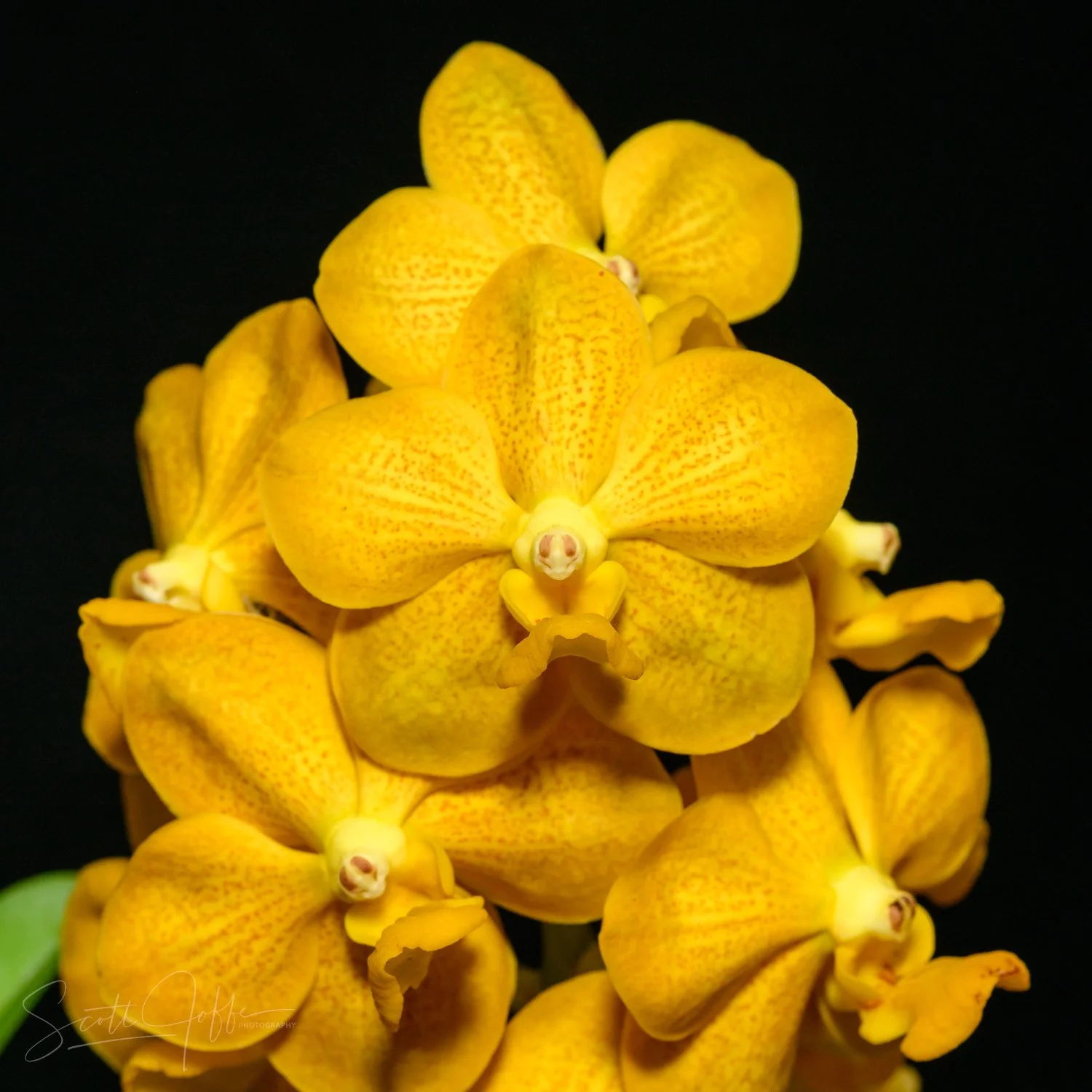  V. Fuch’s Gold x V. denisoniana
 David & Beth Bowe 
