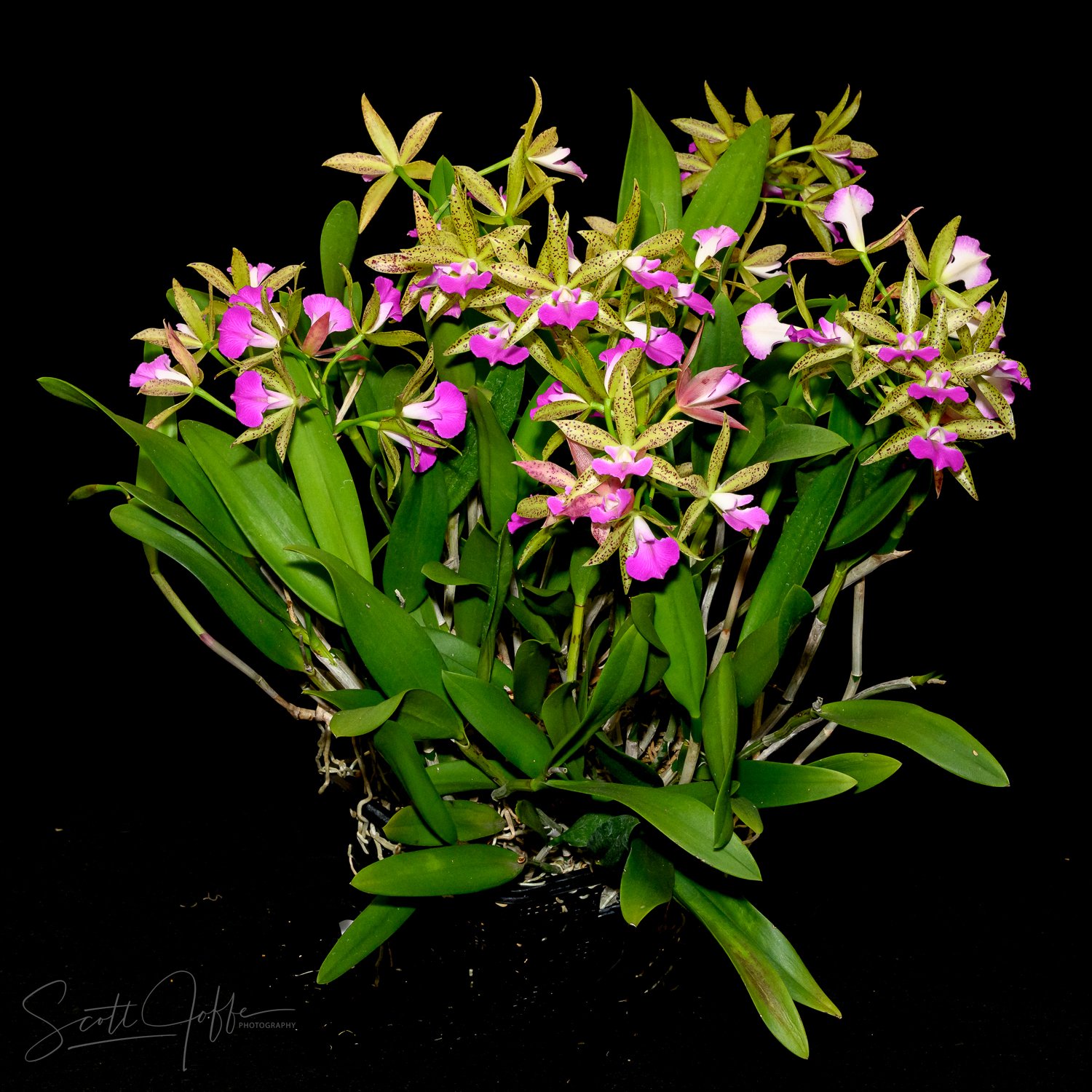  Bc Florida Stars Karen Meiselman  