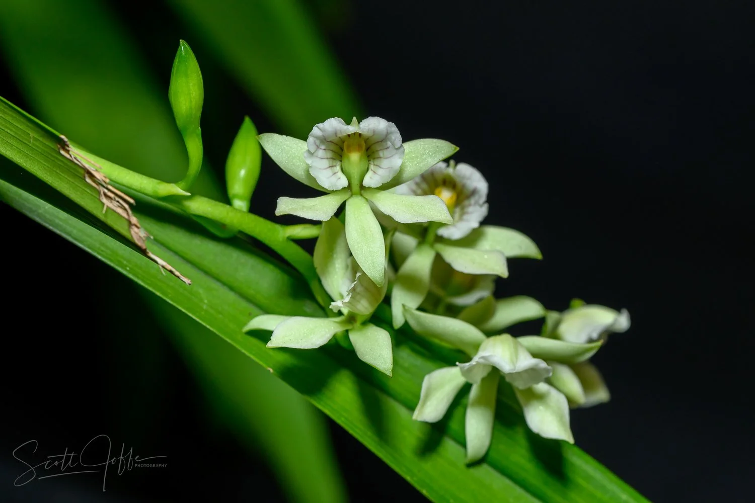  Encyclia radiata Roderick Lewis 