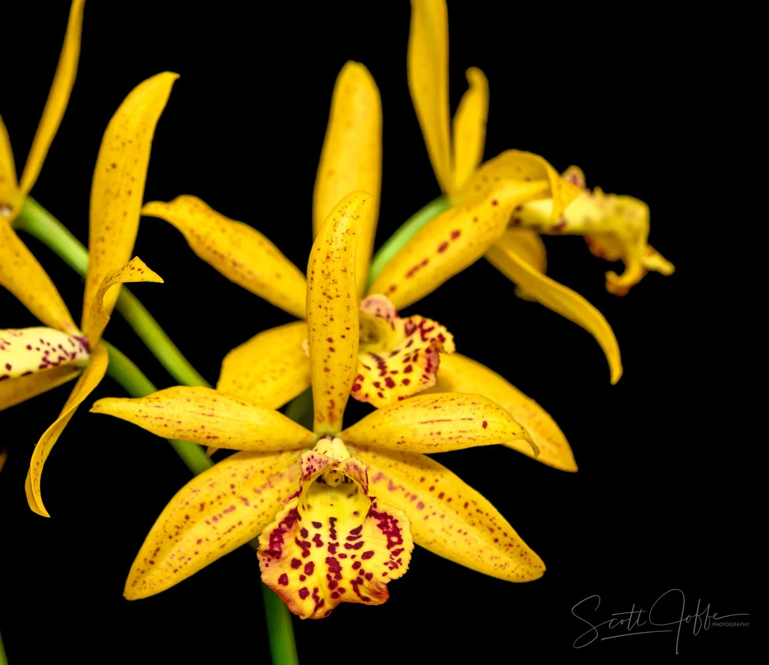  Bc Rustic Spots Alan LaDuke 