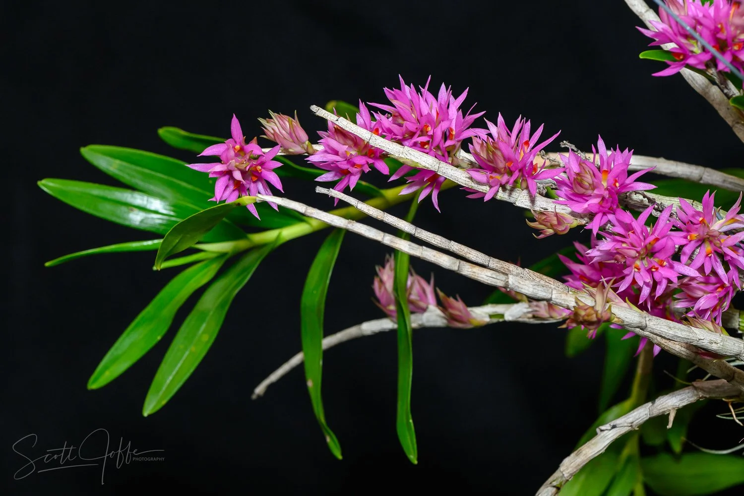  Dendrobium bracteosum Denise Guzman 