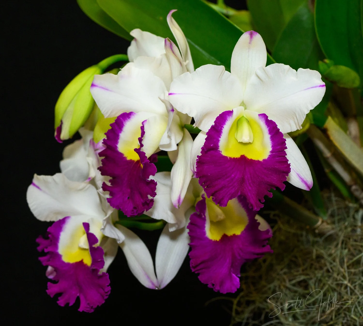  RLC Volcano Color ** Best of Show ** Katie Boehly 