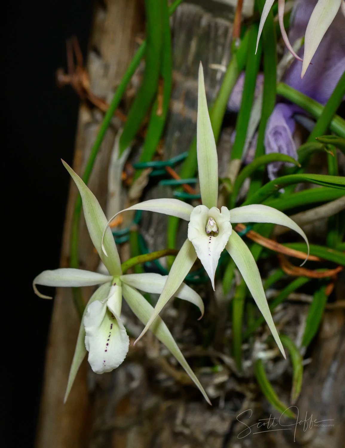  Brassavola ?? Roderick Lewis 