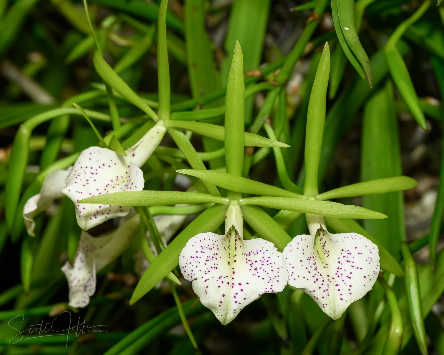  Brassavola binosa Roberto Finocchi  
