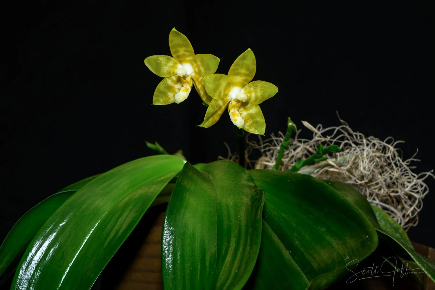  Phal. Yaphon Yellow Bomb Douglas Dourado & Ariane Cattes 