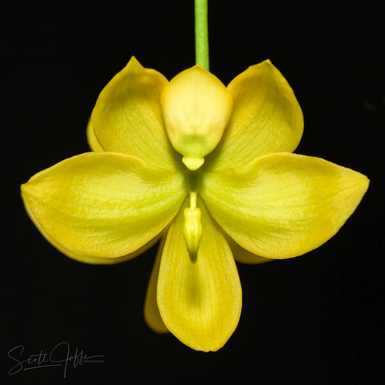  Cyc. Meana’s Swan ‘SVO’ x Cyc. (Dark Swan x Providence) Douglas Dourado & Ariane Cattes 