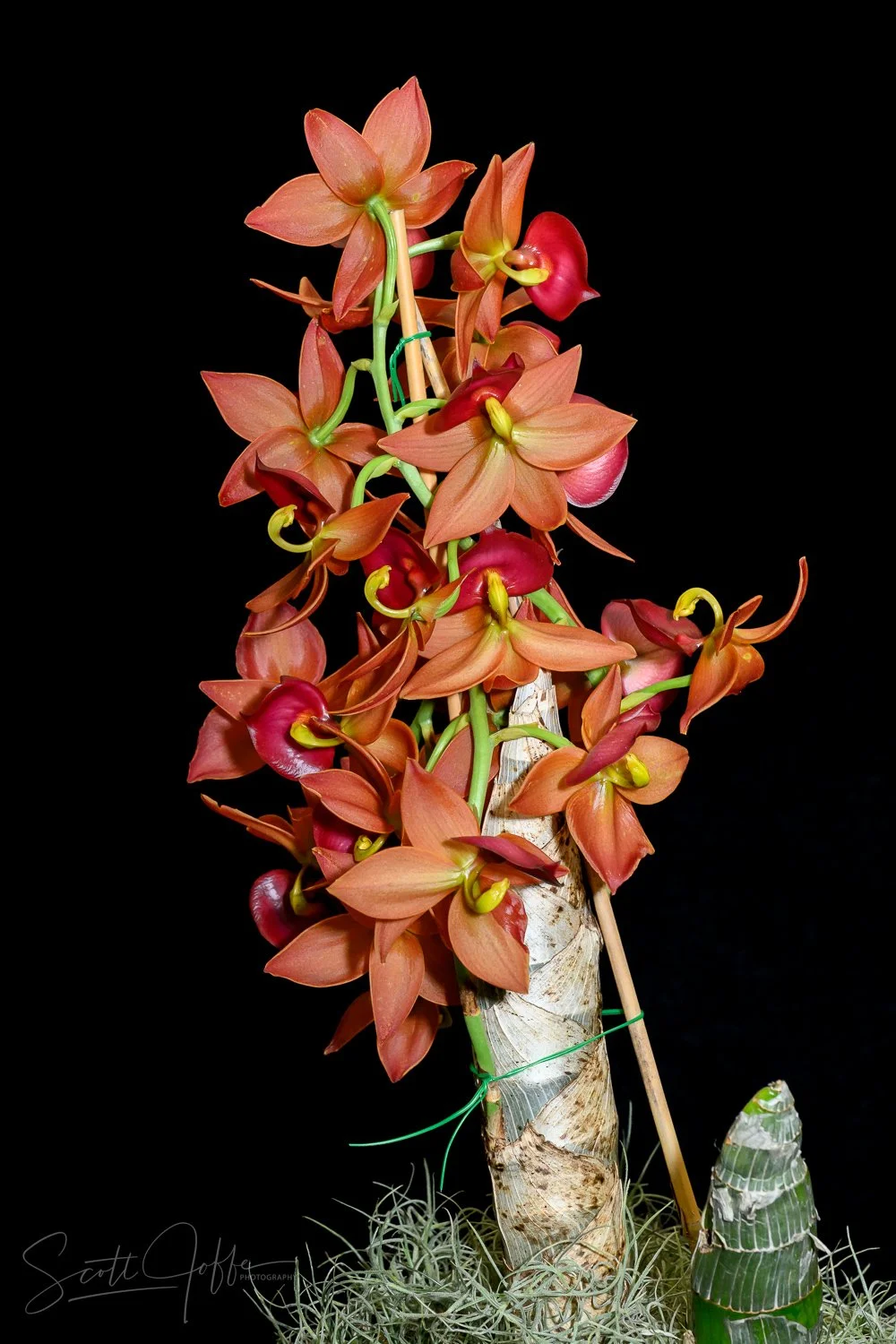  Cycnodes Taiwan Gold ‘Orange’ ** Best of Show ** Barbara Barrie 