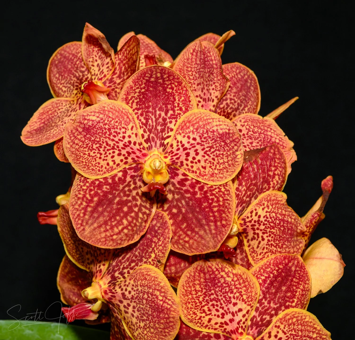 V. Kultana Gold ‘Gold Spots’ x Fuchs Mandarin Robert Teresa O'Neil 