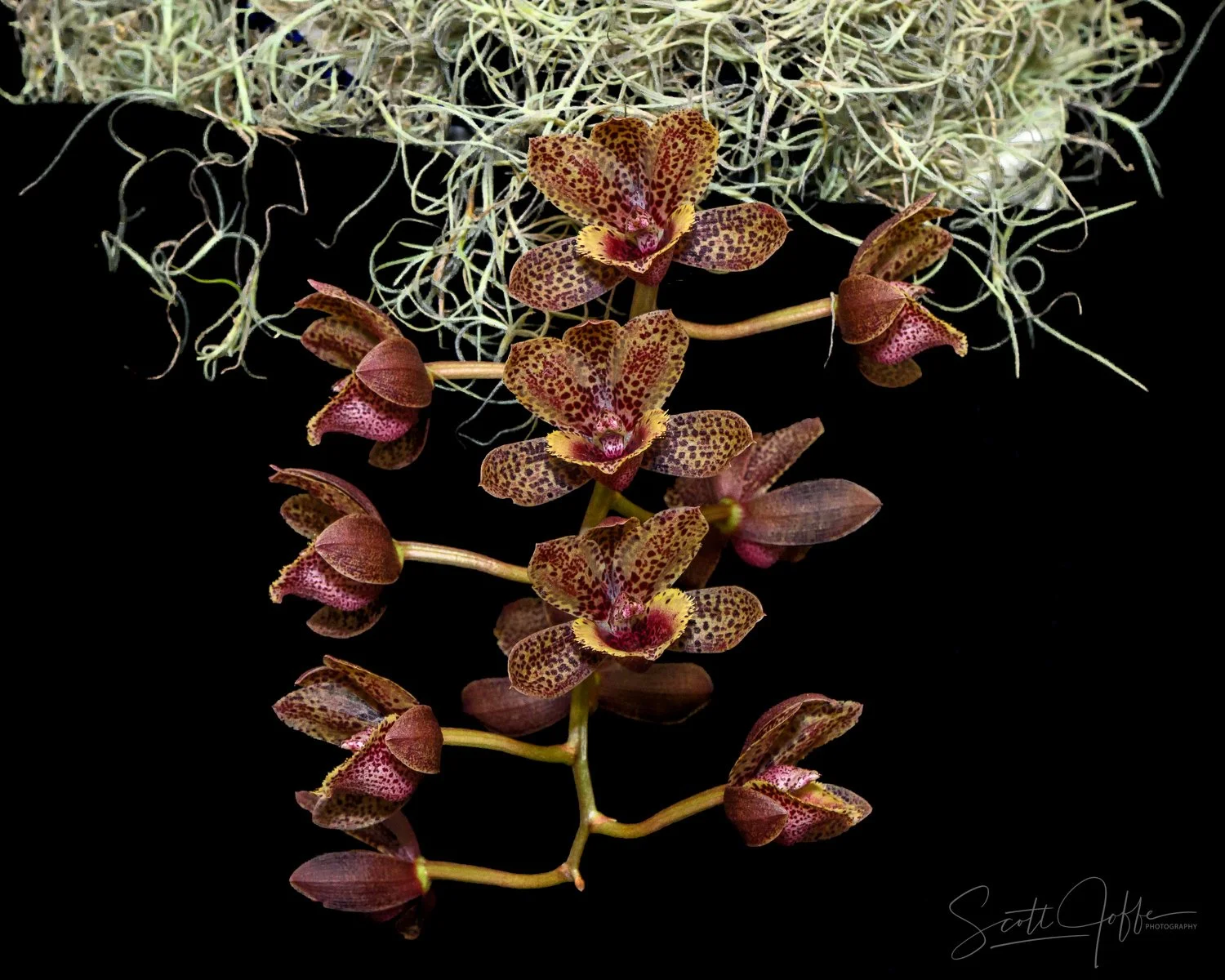  Catasetum Fdk ‘After Dark’ FCC/AOS Denise Guzman 