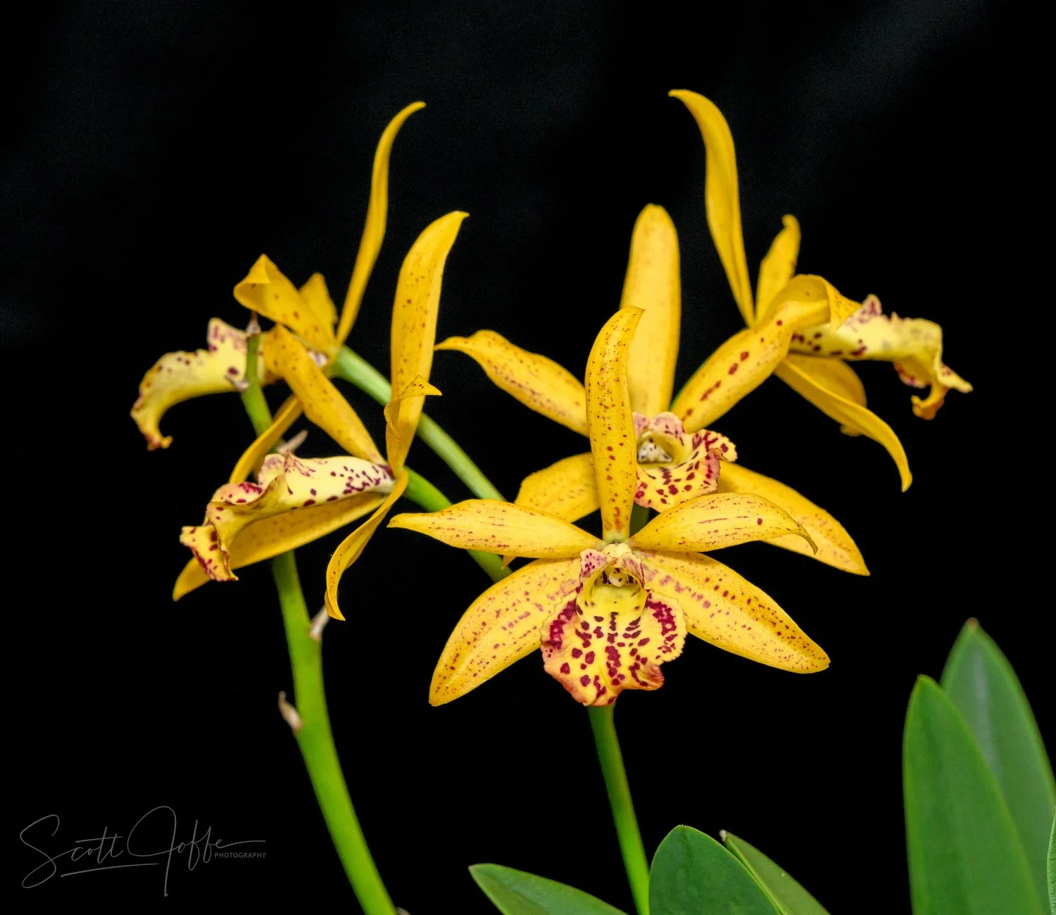  Bc Rustic Spots Alan LaDuke 