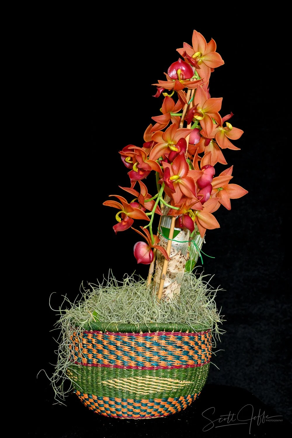  Cycnodes Taiwan Gold ‘Orange’ ** Best of Show ** Barbara Barrie 