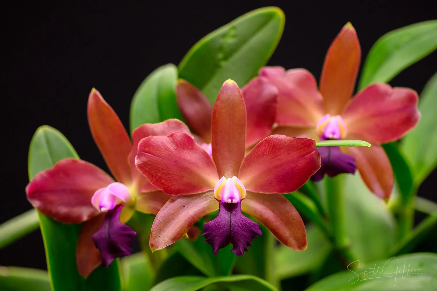  Lc. Maui Plum ‘Volcano Queen’ x Blc Chinese Bronze ‘Marco Polo’ ** Best of Show ** Roberto Finocchi 