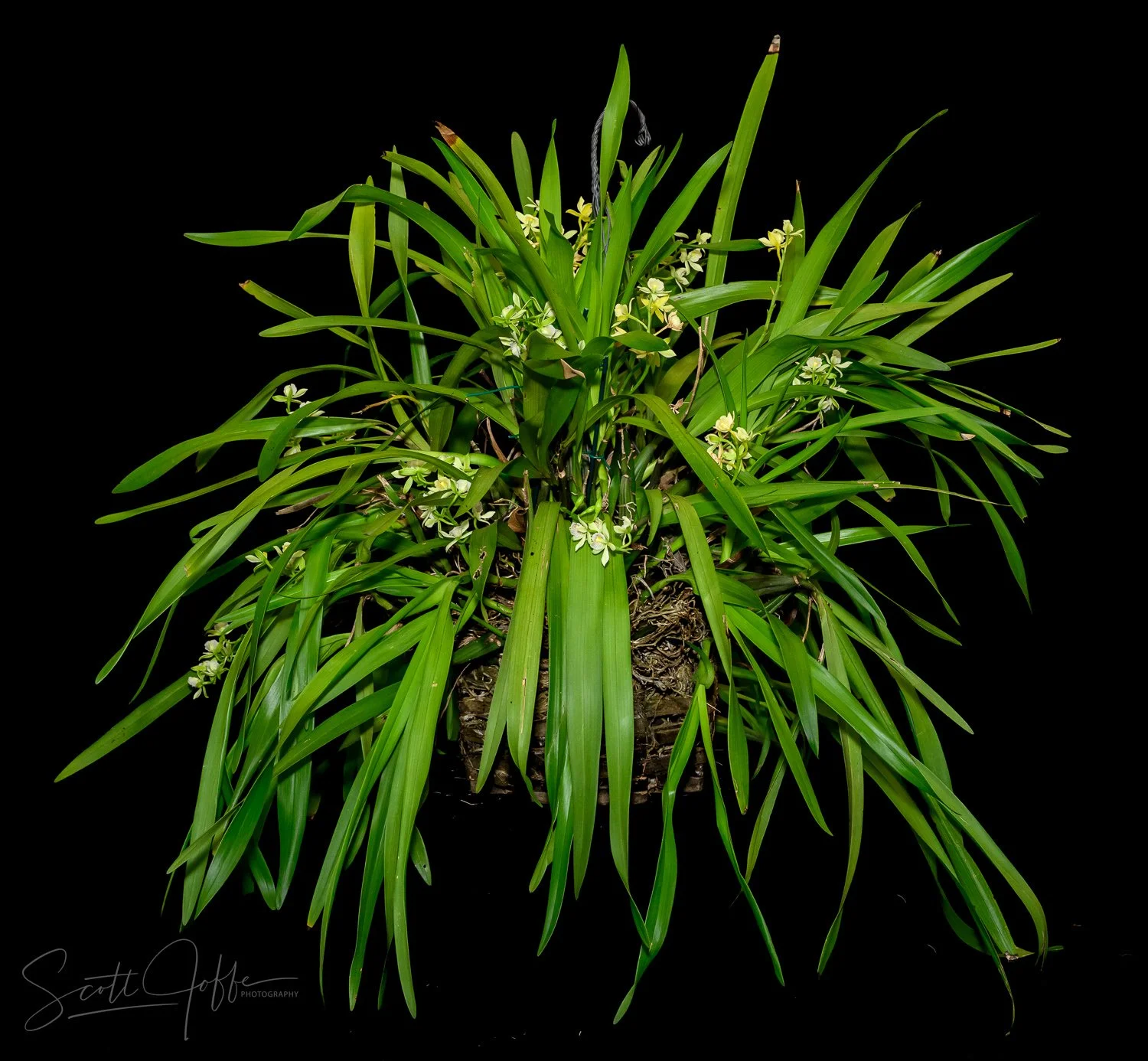  Encyclia radiata Roderick Lewis 