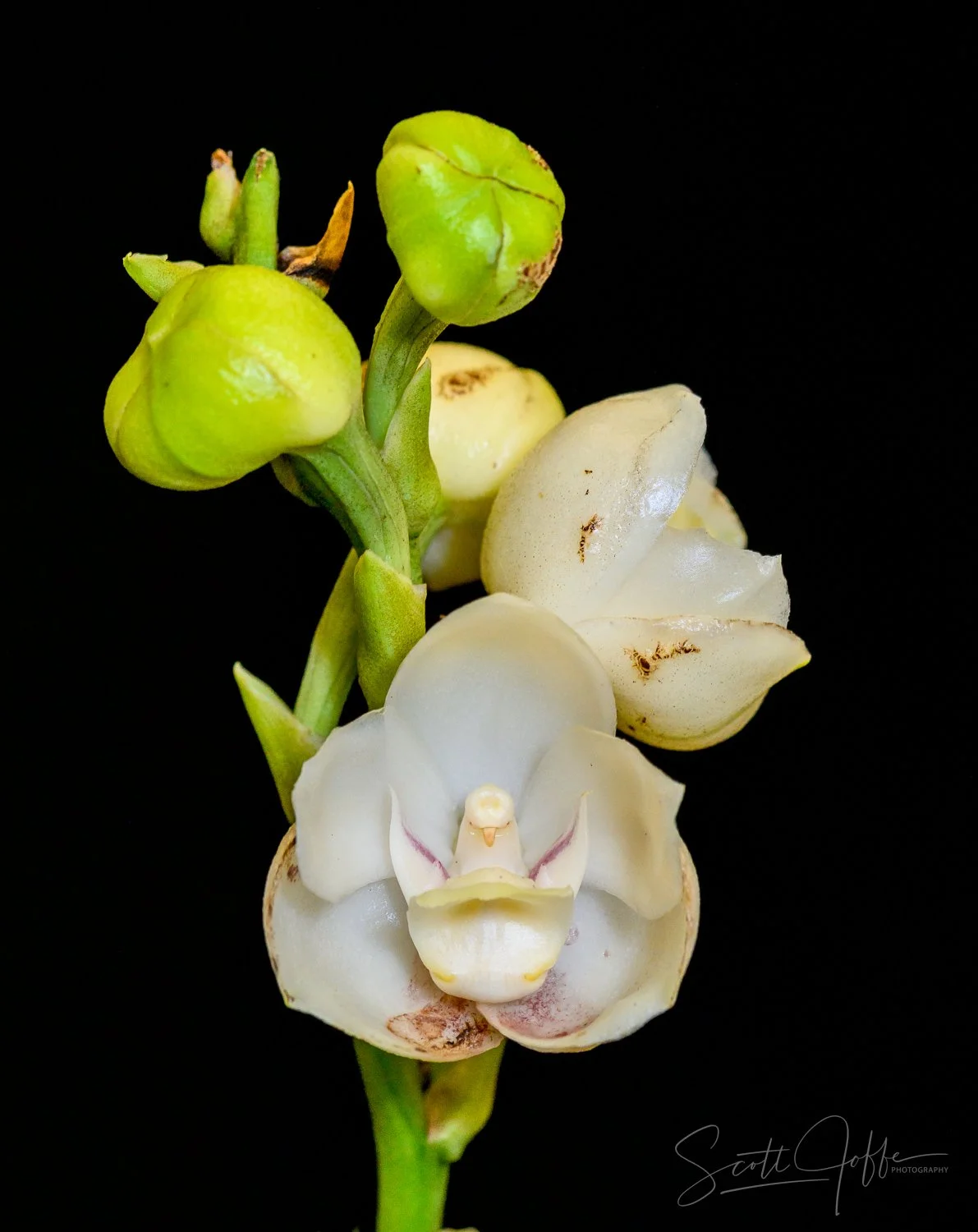  Peristeria elata (Holy Spirit Orchid) Teri Elrod 