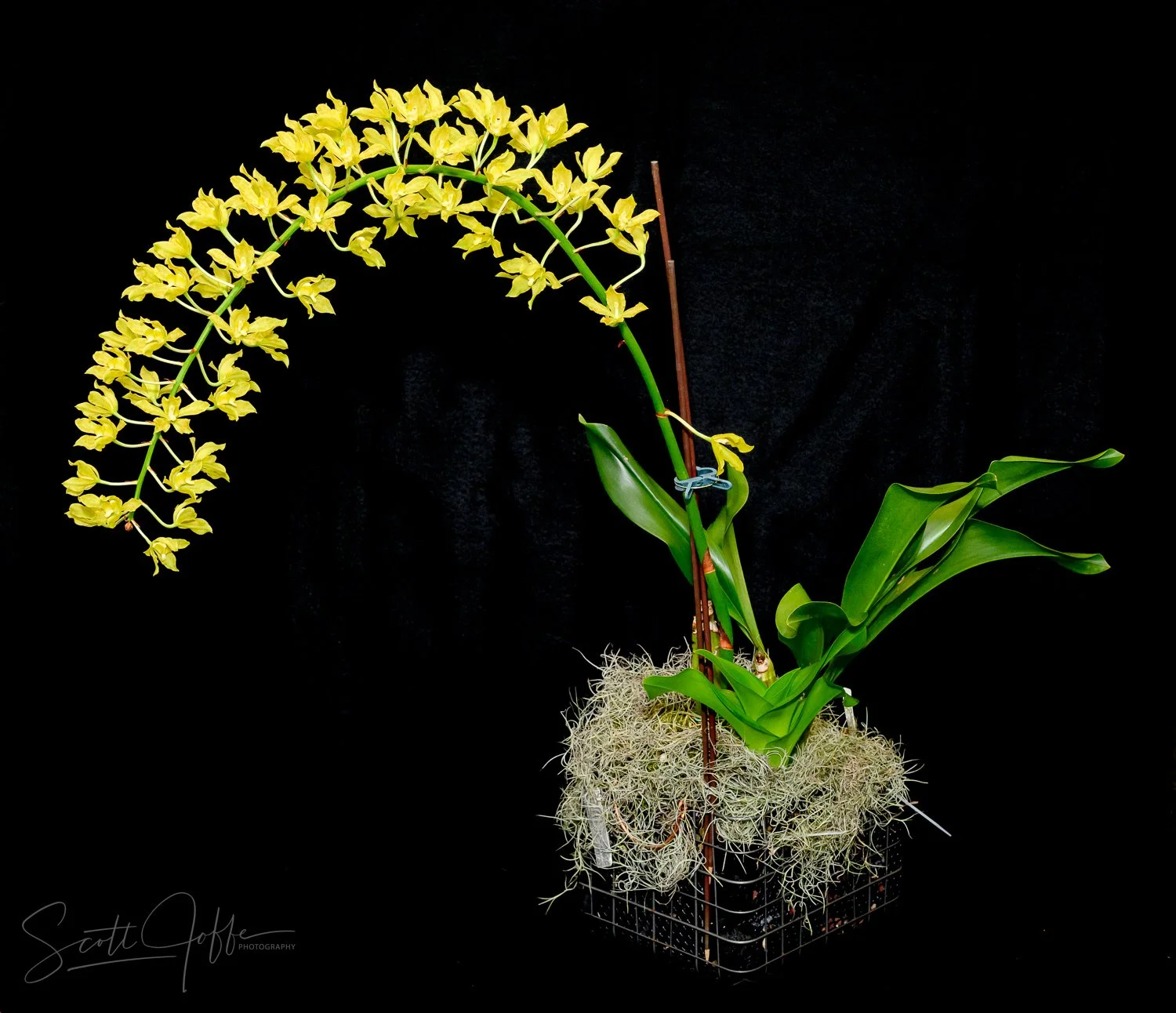  Gram scriptum ‘tigrinum’ x Gram scriptum
var. Citrium Denise Guzman 