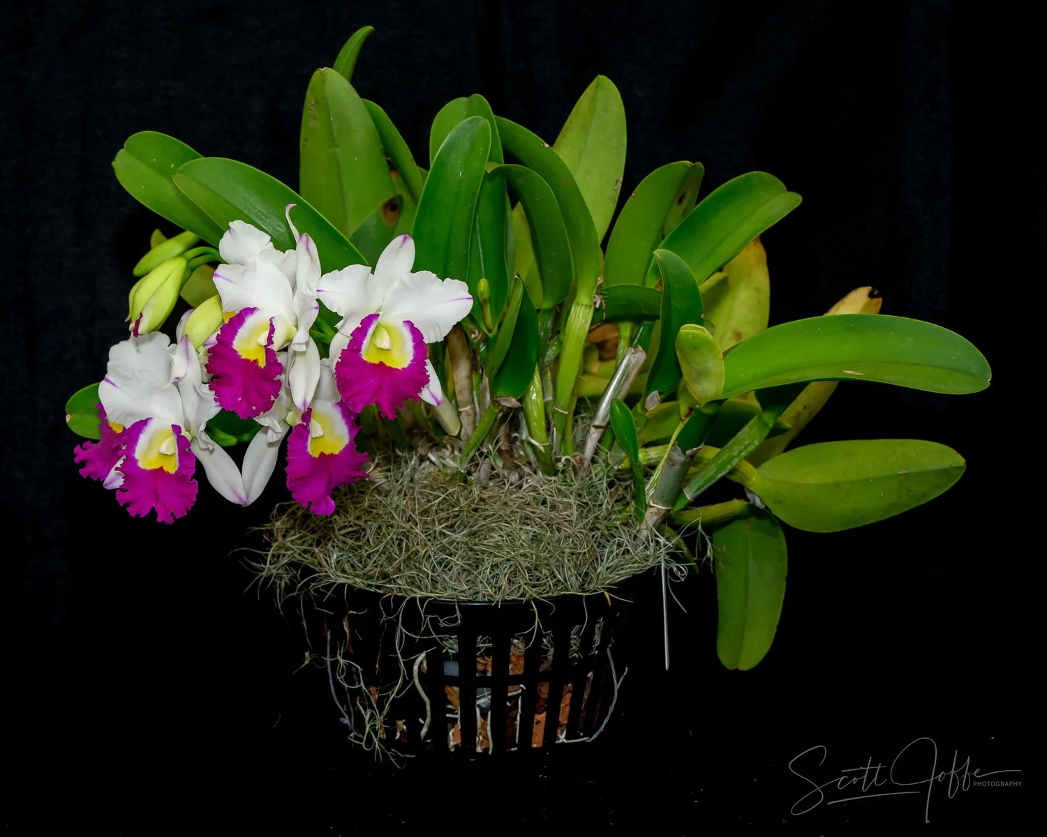  RLC Volcano Color ** Best of Show ** Katie Boehly 