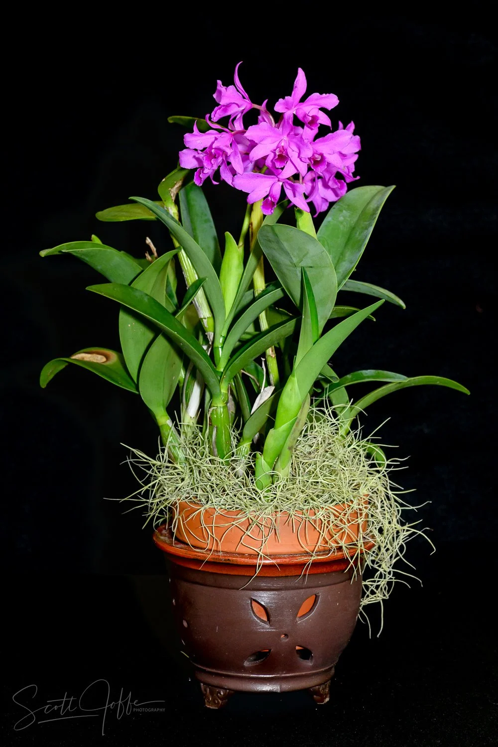  Cattleya bowringiana’ ** Best of Show ** Scott Joffe 