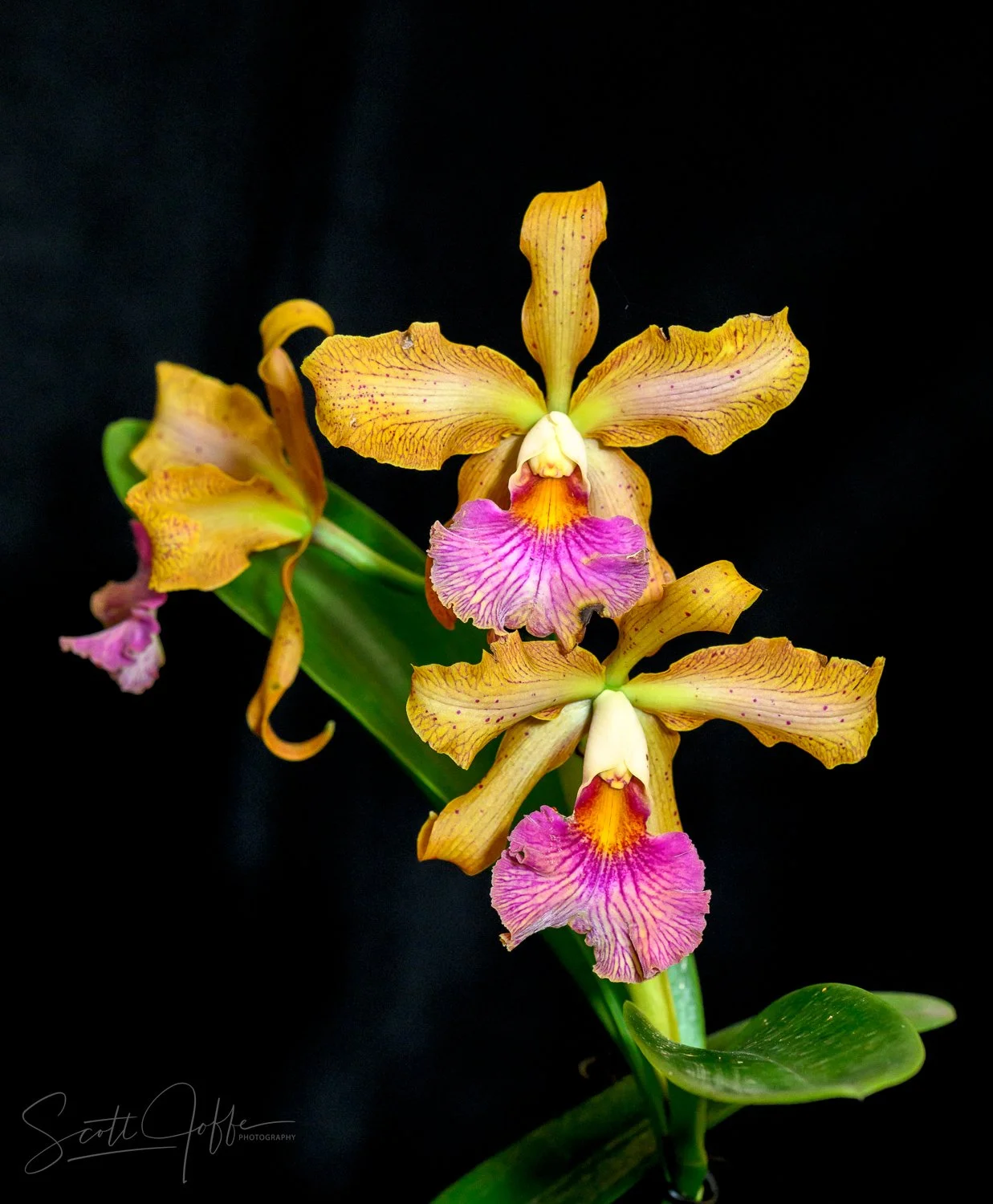  C. Princess Clementine x C. Velutina Douglas Dourado & Ariane Cattes 