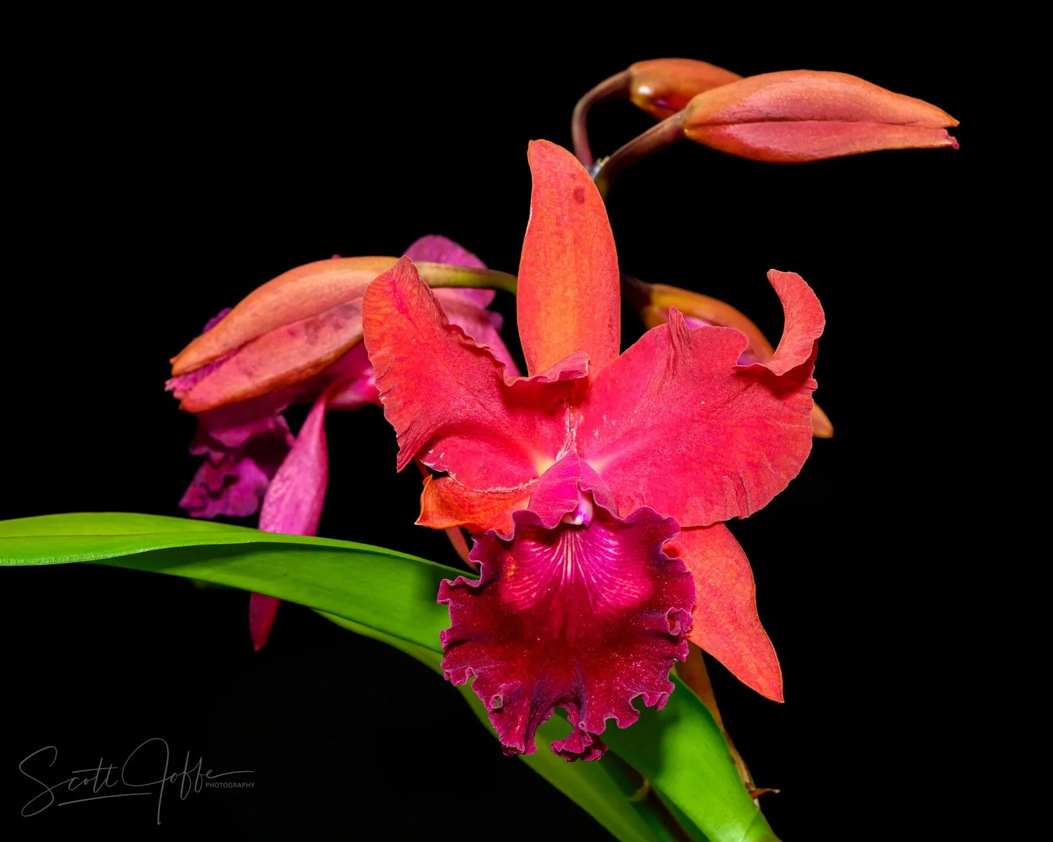  Rlc San Damiano ‘halona’  Denise Guzman 