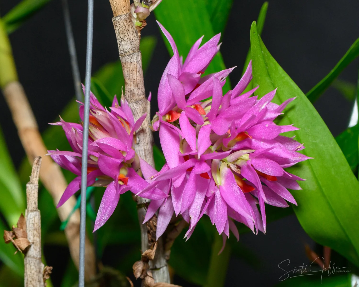  Dendrobium bracteosum Denise Guzman 