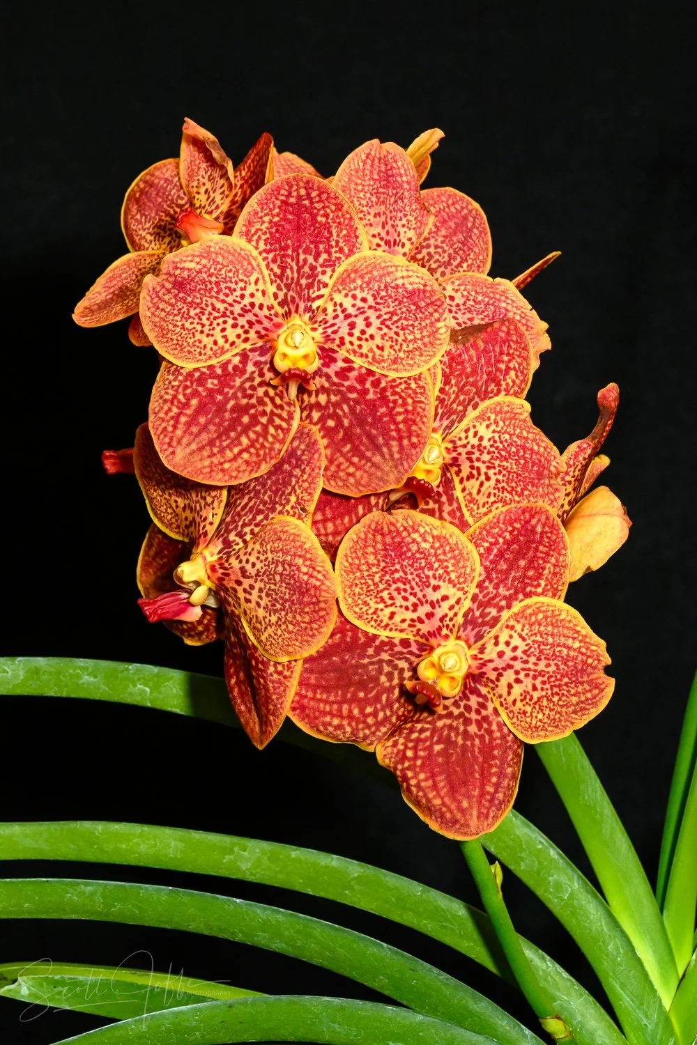  V. Kultana Gold ‘Gold Spots’ x Fuchs Mandarin Robert Teresa O'Neil 