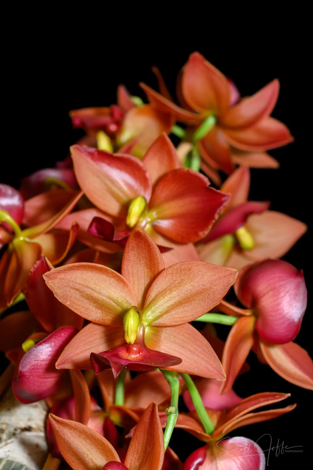  Cycnodes Taiwan Gold ‘Orange’ ** Best of Show ** Barbara Barrie 