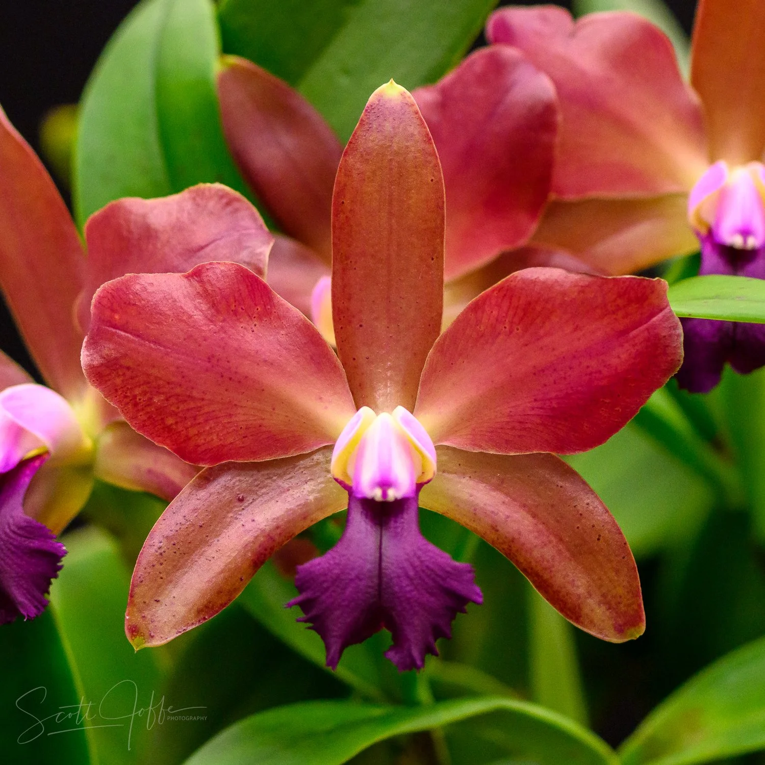  Lc. Maui Plum ‘Volcano Queen’ x Blc Chinese Bronze ‘Marco Polo’ ** Best of Show ** Roberto Finocchi 