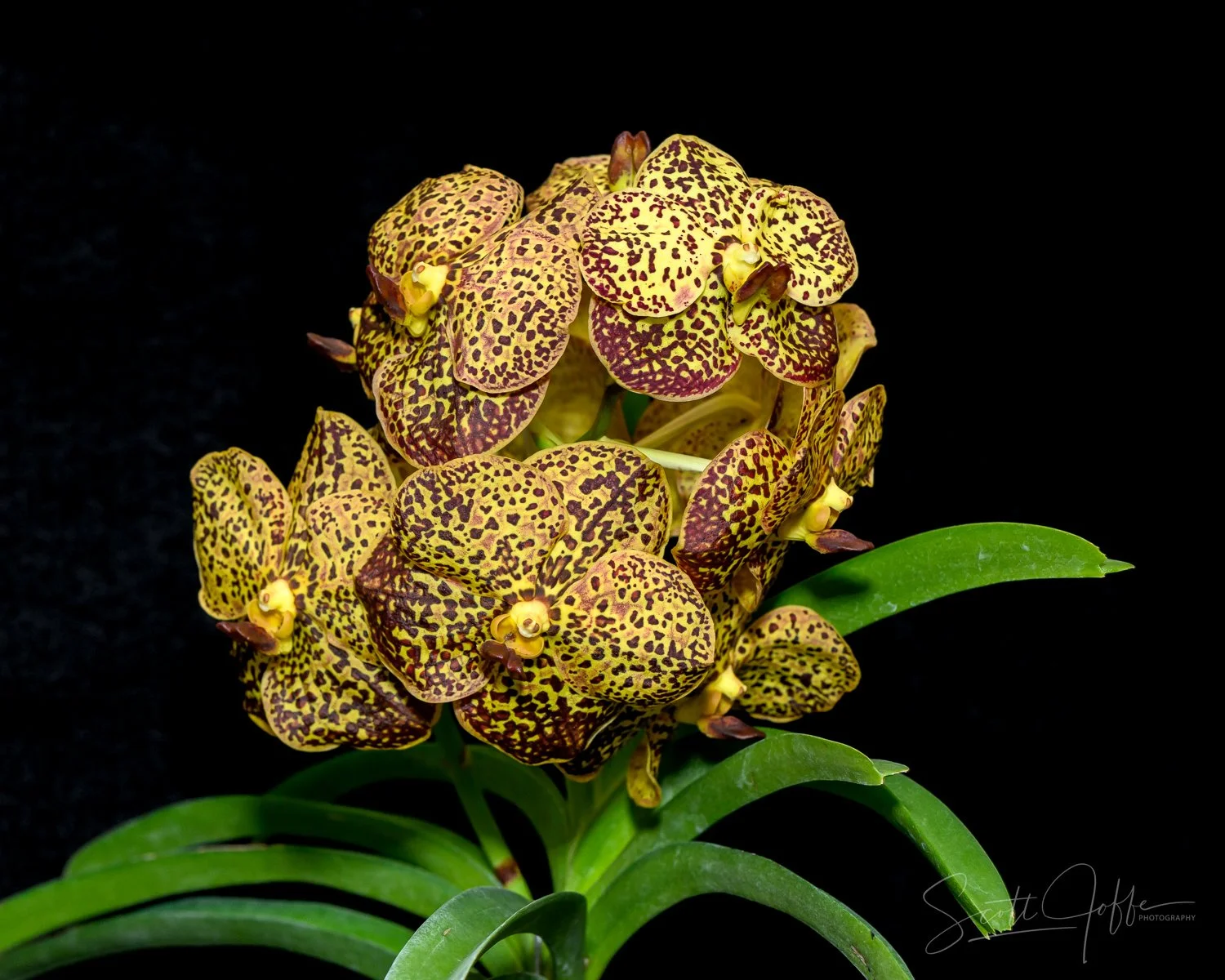  V. Prapathom Gold x Chaopraya Sapphire No. 527 David & Beth Bowe 